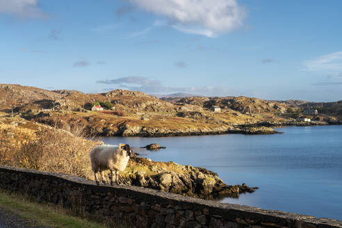 A sheep on a wall looking out to sea, Isle of Harris, Outer Hebrides, Scotland, United Kingdom, Europe - RHPLF24318