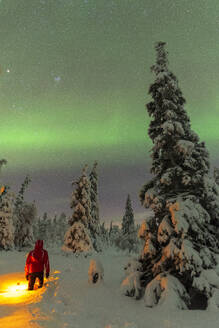 Man with lantern among snow covered trees enjoying the green lights of the Northern Lights (Aurora Borealis), in the wood, Pallas-Yllastunturi National Park, Muonio, Lapland, Finland, Europe - RHPLF24360