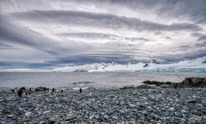 A rocky beach with penguins in the Antarctic Peninsula, Antarctica, Polar Regions - RHPLF24368