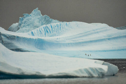 Gentoo penguins (Pygoscelis Papua) afloat on an iceberg in the Antarctic peninsula, Antarctica, Polar Regions - RHPLF24370