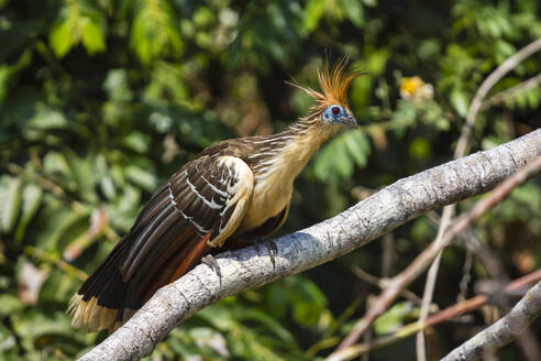 Hoatzin (Opisthocomus hoazin), Lake Sandoval, Tambopata National Reserve, Puerto Maldonado, Madre de Dios, Peru, South America - RHPLF24398