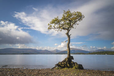 Tree, Milarrochy Bay, Loch Lomond and Trossachs National Park, Scotland, United Kingdom, Europe - RHPLF24416