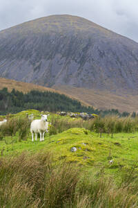 Sheep against mountain, near Torrin, Isle of Skye, Inner Hebrides, Scotland, United Kingdom, Europe - RHPLF24431