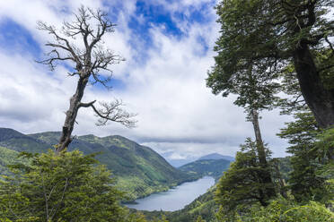 Tree and Tinquilco lake, Huerquehue National Park, Pucon, Chile, South America - RHPLF24448