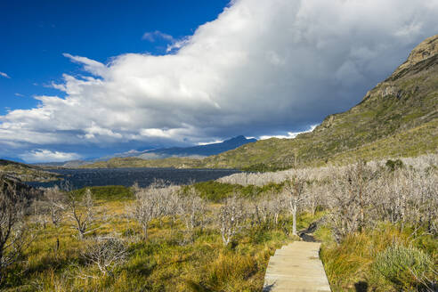 Wooden boardwalk leading to area of barren trees affected by fire, near Refugio Paine Grande, Torres del Paine National Park, Patagonia, Chile, South America - RHPLF24452