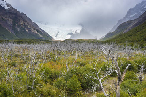 Barren trees in valley leading to Laguna Torre, Los Glaciares National Park, UNESCO World Heritage Site, El Chalten, Argentina, South America - RHPLF24453