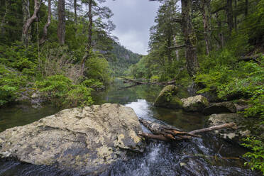 Stream running through forest, Huerquehue National Park, Pucon, Chile, South America - RHPLF24456