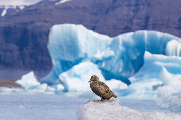 Duck sitting on ice at Jokulsarlon glacier lagoon, Iceland, Polar Regions - RHPLF24462