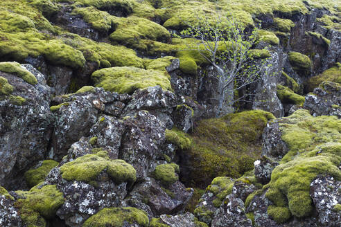 Tree growing in lava field covered with moss, Thingvellir National Park, UNESCO World Heritage Site, Iceland, Polar Regions - RHPLF24484