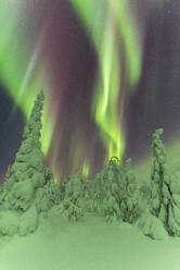 Frozen trees under the dance of the Northern Lights (Aurora Borealis) in a starry night, Pallas-Yllastunturi National Park, Muonio, Lapland, Finland, Europe - RHPLF24509