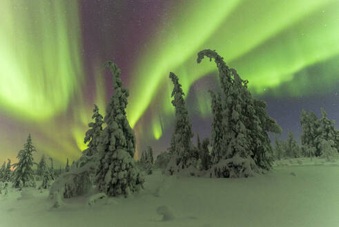 Northern Lights (Aurora Borealis) in a starry night dancing above the snowy forest, Pallas-Yllastunturi National Park, Muonio, Lapland, Finland, Europe - RHPLF24510