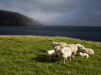 Sheep at Rackwick Bay, Hoy, Orkney Islands, Scotland, United Kingdom, Europe - RHPLF24537