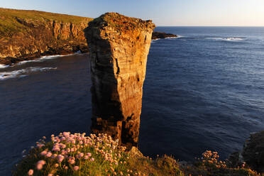 Yesnaby Sea Stack, West Mainland, Orkney Islands, Scotland, United Kingdom, Europe - RHPLF24540