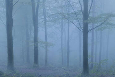 Spooky forest on a foggy evening in spring, Cornwall, England, United Kingdom, Europe - RHPLF24607