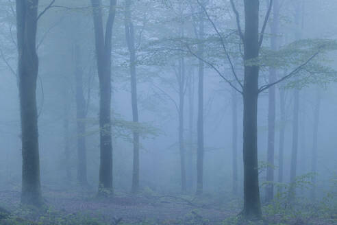Spooky forest on a foggy evening in spring, Cornwall, England, United Kingdom, Europe - RHPLF24607