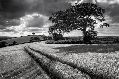 Crop field and windswept tree, Devon, England, United Kingdom, Europe - RHPLF24610
