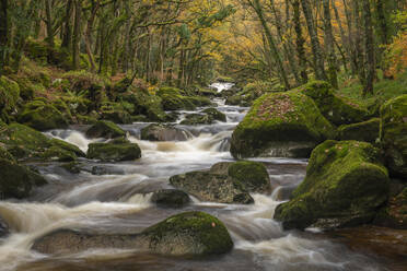 River Plym rushing over boulders in Dewerstone Wood, in autumn, Dartmoor, Devon, England, United Kingdom, Europe - RHPLF24628