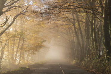 Country lane surrounded by colourful trees on a misty late autumn day, Wellington, Somerset, England, United Kingdom, Europe - RHPLF24631