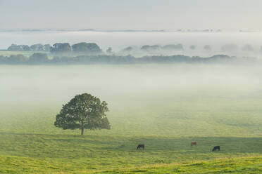 Lone tree and grazing cattle on a misty morning, Devon, England, United Kingdom, Europe - RHPLF24638