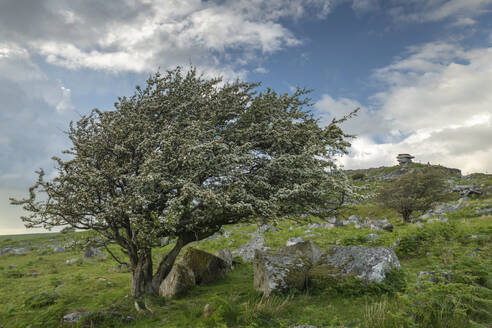 Hawthorn tree in blossom, Bodmin Moor, Cornwall, England, United Kingdom, Europe - RHPLF24653