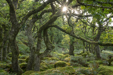 Summer morning sun rising through Black a Tor Copse in Dartmoor National Park, Devon, England, United Kingdom, Europe - RHPLF24657