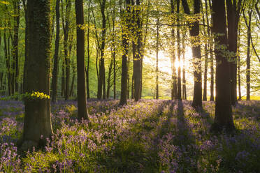 Evening sunshine streaming into a bluebell woodland in spring, West Woods, Wiltshire, England, United Kingdom, Europe - RHPLF24659