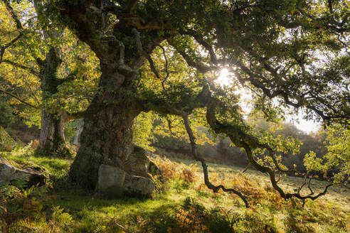 Sun rising through the branches of an ancient oak tree, in autumn, Dartmoor, Devon, England, United Kingdom, Europe - RHPLF24660