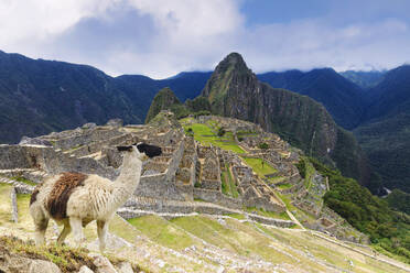 Machu Picchu, UNESCO World Heritage Site, with llama in front of the ruined city of the Incas with Mount Huayana Picchu, Andes Cordillera, Urubamba province, Cusco, Peru, South America - RHPLF24702