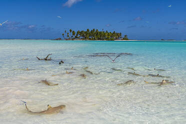 Black tipped reef sharks in the Blue Lagoon, Rangiroa atoll, Tuamotus, French Polynesia, South Pacific, Pacific - RHPLF24738