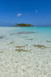 Black tipped reef sharks in the Blue Lagoon, Rangiroa atoll, Tuamotus, French Polynesia, South Pacific, Pacific - RHPLF24744