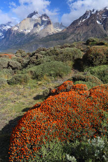 Torres del Paine National Park, Patagonia, Chile, South America - RHPLF24773