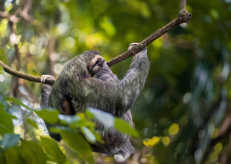 A sloth climbs trees of Manuel Antonio Nacional Park on the Pacific coast, Costa Rica, Central America - RHPLF24799