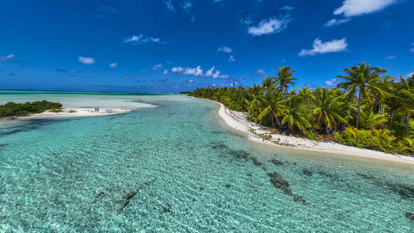 Palm trees at the blue lagoon, Fakarava, Tuamotu archipelago, French Polynesia, South Pacific, Pacific - RHPLF24817