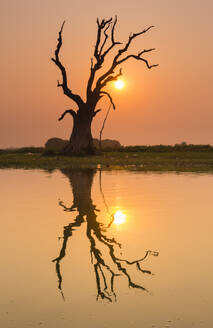 Tree reflecting in Taung Tha Man Lake near U-Bein bridge at sunset, Amarapura, Mandalay, Myanmar (Burma), Asia - RHPLF24883