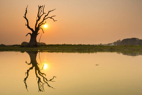 Tree reflecting in Taung Tha Man Lake near U-Bein bridge at sunset, Amarapura, Mandalay, Myanmar (Burma), Asia - RHPLF24884