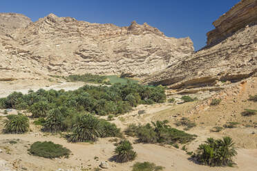 Palm trees in Wadi Sinaq, Hasik, Dhofar Governorate, Oman, Middle East - RHPLF24967