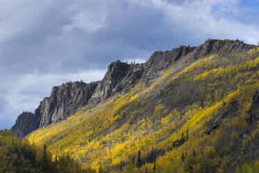 Mountain covered with yellow trees in autumn, near Chickaloon, Alaska, United States of America, North America - RHPLF24982