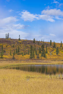 Lake with grass and trees in autumn, Glenallen Hwy, Alaska, United States of America, North America - RHPLF24984