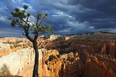 Bristlecone pine tree near Sunset Point, Bryce Canyon, Utah, United States of America, North America - RHPLF24999