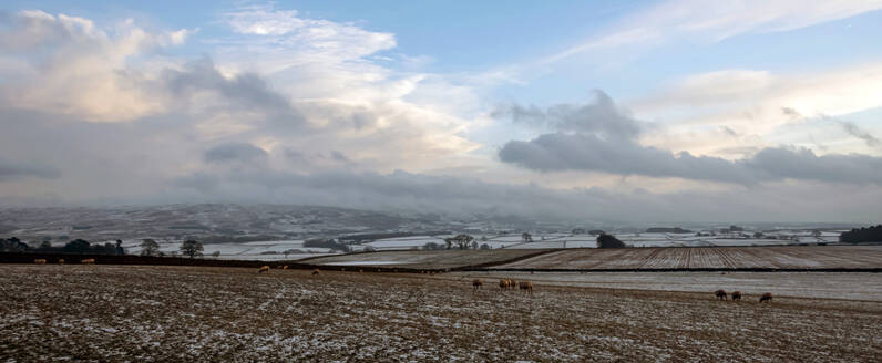 Sheep foraging on frozen fields, Lower Pennines, Eden Valley, Cumbria, England, Unired Kingdom, Europe - RHPLF25024