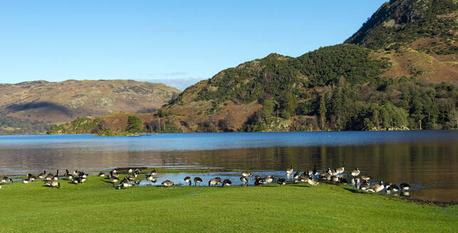 Canada Geese feeding, Glenridding, Ullswater, Lake District National Park, UNESCO World Heritage Site, Cumbria, England, United Kingdom, Europe - RHPLF25025