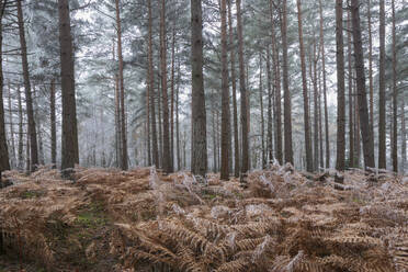 Scots pine (pinus sylvestris) trees and orange bracken in freezing fog, Bucklebury Common, near Newbury, Berkshire, England, United Kingdom, Europe - RHPLF25076