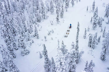 Aerial view of tourists dog sledding in the snowy forest, Lapland, Finland, Europe - RHPLF25113