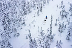 Aerial view of tourists dog sledding in the snowy forest, Lapland, Finland, Europe - RHPLF25113