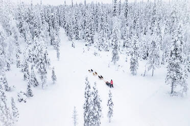 High angle view of dog sled in the white snowy forest, Lapland, Finland, Europe - RHPLF25114