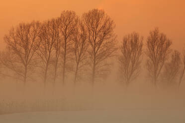 Trees in freezing mist, The Fens, Norfolk, England, United Kingdom, Europe - RHPLF25168