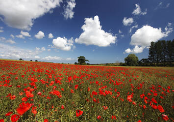 Poppies in field near Binham and Holt, North Norfolk, England, United Kingdom, Europe - RHPLF25169