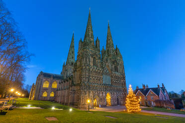 Lichfield Cathedral, Christmas tree, Lichfield, Staffordshire, England, United Kingdom, Europe - RHPLF25225