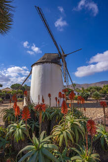 View of traditional windmill, Museum (Museo) del Queso Majorero, Antigua, Fuerteventura, Canary Islands, Spain, Atlantic, Europe - RHPLF25417