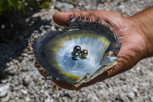 Pearl in a shell with Mother of Pearl, Gaugain Pearl Farm, Rangiroa atoll, Tuamotus, French Polynesia, South Pacific, Pacific - RHPLF25437